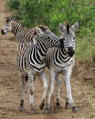 Zebra kisses