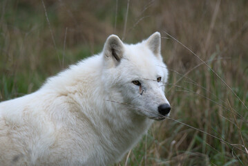  Loup arctique (Canis lupus arctos) en été