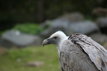 Vautour fauve (Gyps fulvus)