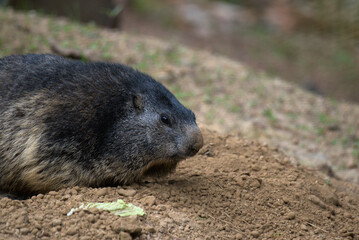 Marmotte des Alpes (Marmota marmota) 