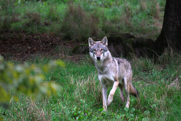 Loup gris commun (Canis lupus lupus) 