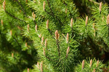 Closeup photo of green needle pine tree