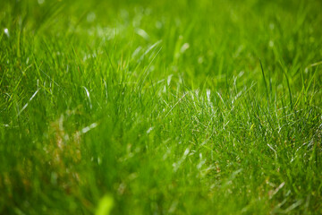 young grass in the garden