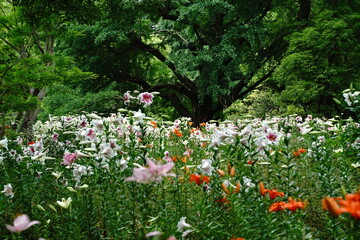 ユリの花、日比谷公園、花、白、ピンク、緑、空、野外、畑、花畑、沢山、カラフル、ゆり、ユリ、ワイルド、日比谷、東京、日本、お花、沢山のユリ、白とピンク、白い花、ピンクの花、6月、梅雨、夏、春、可愛い、可憐、大量、木、緑、森、林、木々、自然、風景、公園、首掛け銀杏、銀杏の木、銀杏、紫陽花、あじさい