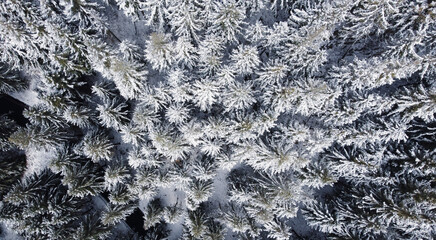 Aerial high angle view of coniferous forest covered with snow. Winter landscape with evergreen trees, top view. Abstract natural background.