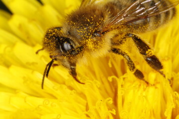 Honigbiene (Apis Mellifera) auf Nektar- und Bluetenstaubsuche (Pollen) . Thueringen, Deutschland, Europa  -- Honey bee (Apis mellifera) foraging for nectar and pollen. Thuringia, Germany, Europe