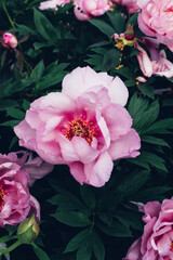 Beautiful fresh pink peony flowers in full bloom in the garden against dark green leaves, close up. Summer natural floral background.