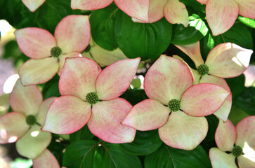 Cornus Florida Rubra flowering bush. Pink- white flowering dogwood .Close up photo. top view....