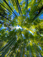 京都の嵐山の竹林から青空を見上げた風景