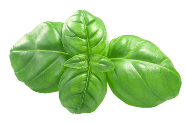 Fresh basil leaves isolated png. Ocimum basilicum herb