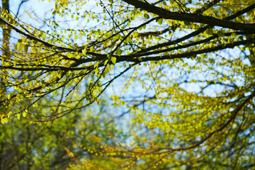 spring trees in the garden