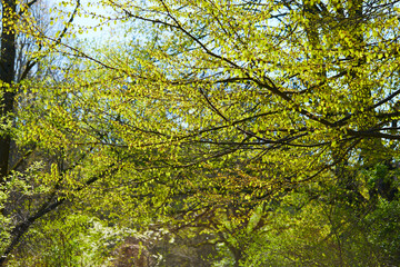 spring trees in the garden