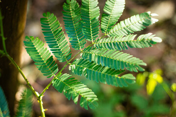 fern leaves