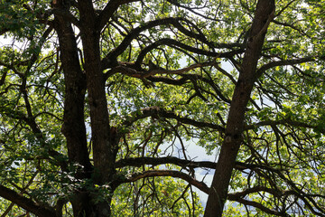 Detail of oak branches, with green leaves, during summer, in the Marche region of Italy