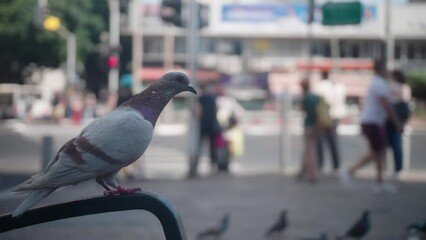 Lonely pigeon (gray and purple colors) stands on a bench in the street and people pass by in the background