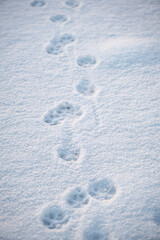 Traces of an animal on the snow background in a winter morning. Selective focus space for copy