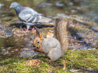 Squirrel in autumn or spring with nut on the green grass with fallen yellow leaves