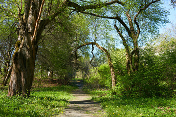 spring trees in the garden