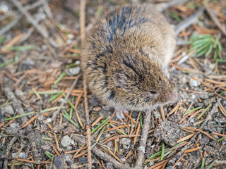A closeup of a Common vole, Microtus arvalis, on the ground with a blurry background