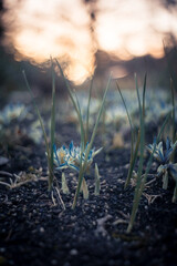 Green grass