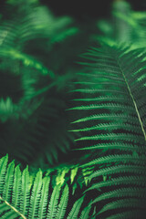 Green and Black fern