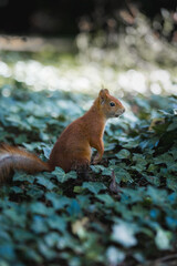 Intelligent Squirrel