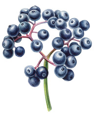Elder Twig. Black elderberry. Watercolor hand drawn botanical branch with berries, flowers and leaves.