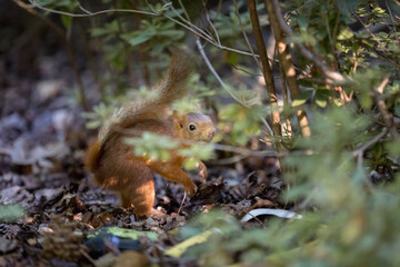 Fototapeta premium Squirrel looking for nuts