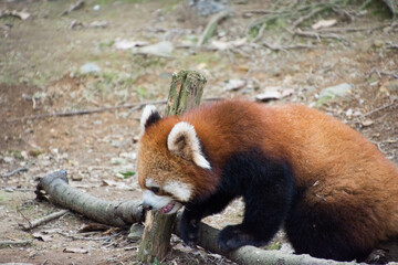 レッサーパンダ