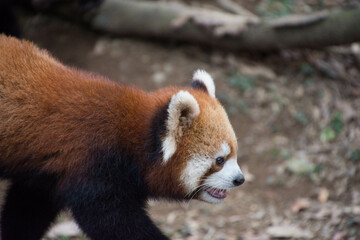 レッサーパンダー