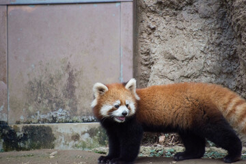 レッサーパンダ