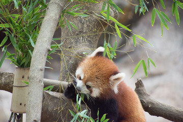 レッサーパンダ