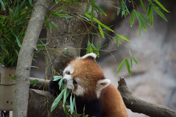 レッサーパンダ