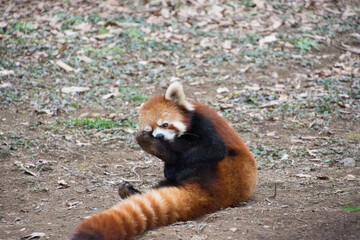 レッサーパンダ