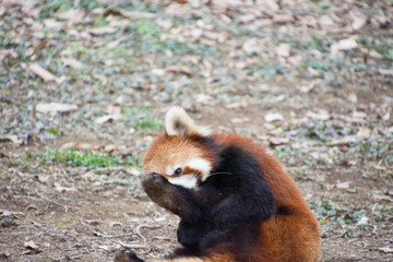レッサーパンダ