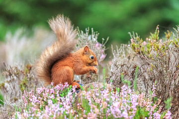 Naklejka na ściany i meble Red squirrel feeding in woodland 