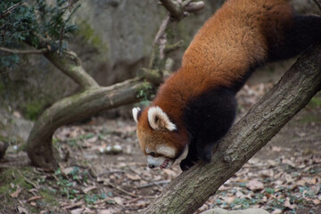 レッサーパンダ