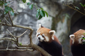 レッサーパンダ