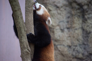 レッサーパンダ