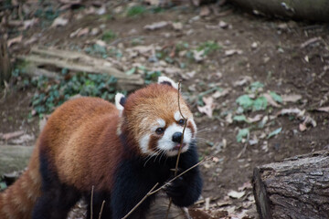 レッサーパンダ