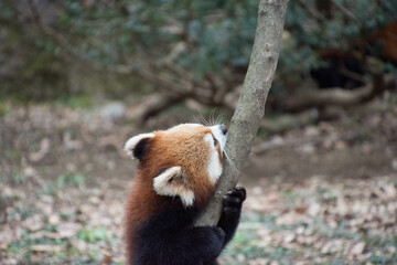 レッサーパンダ