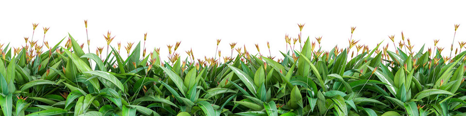 Tropical tree and flower isolated  
