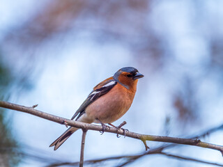Common chaffinch, Fringilla coelebs, sits on a tree. Common chaffinch in wildlife.
