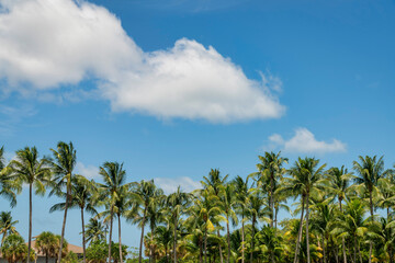Fototapeta na wymiar Coconut trees under the fluffy clouds in the blue sky in Miami, Florida