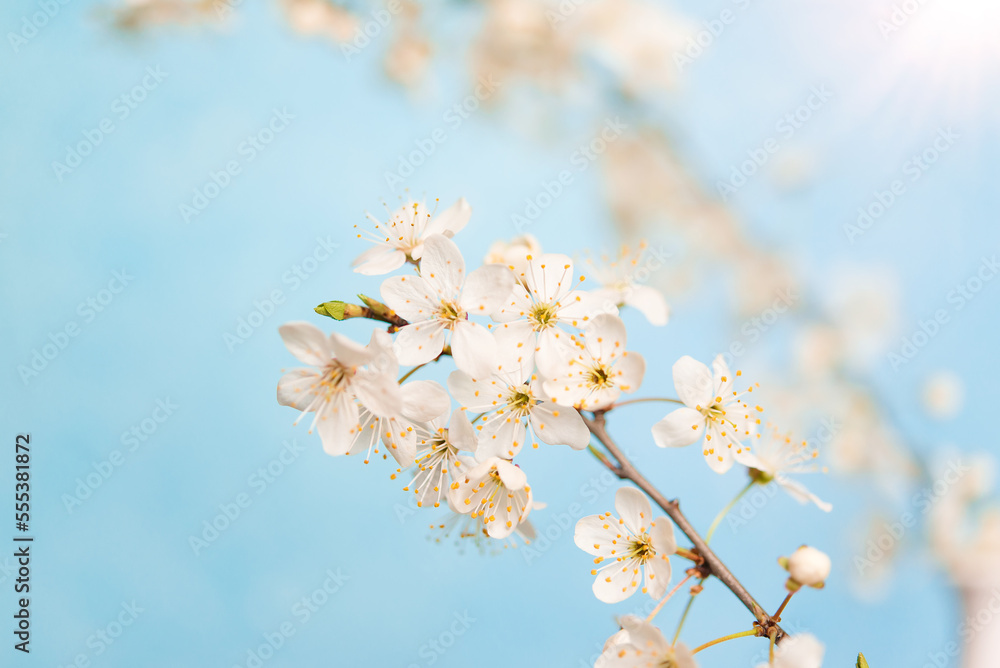 Canvas Prints Cherry blossoms, beautiful white flowers in spring sunny day for background or copy space for text	