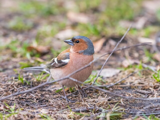 Common chaffinch, Fringilla coelebs, sits on a green lawn in spring. Common chaffinch in wildlife.