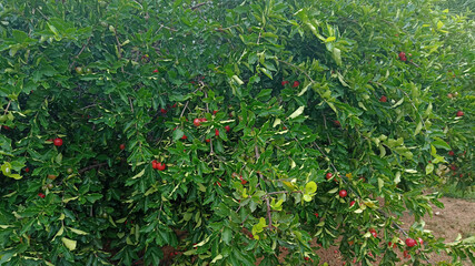 acerola