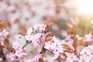 spring flowering tree, pink flower, flowers without leaves, background, selective focus, shallow depth of field	