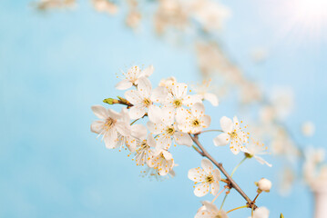 Cherry blossoms, beautiful white flowers in spring sunny day for background or copy space for text	
