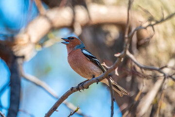 Common chaffinch, Fringilla coelebs, sits on a tree. Common chaffinch in wildlife.